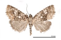 藏品(上田氏構夜蛾)的圖片